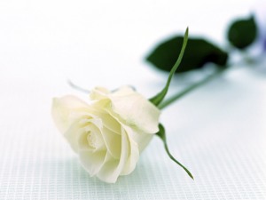 white-rose-wallpapers_5642_1600x1200